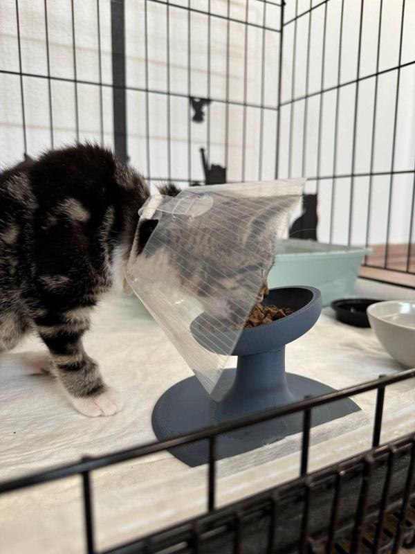 Extra-durable raised bowl for cats and kittens