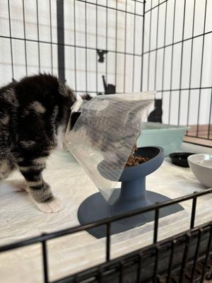 Extra-durable raised bowl for cats and kittens