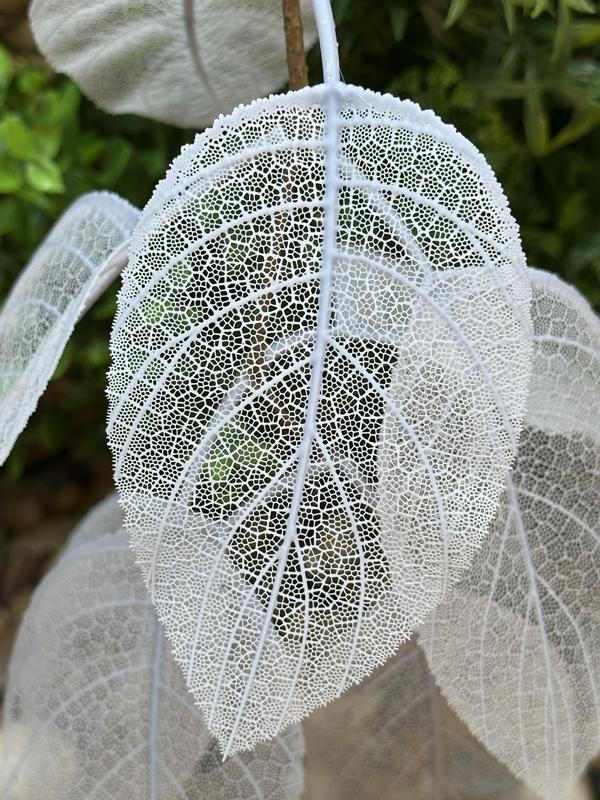 Arcuate Skeleton Leaves