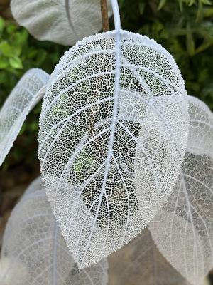 Arcuate Skeleton Leaves