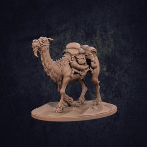 Rose the Camel - Presupported