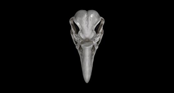 Khonshu Skull Helmet or Sculpture