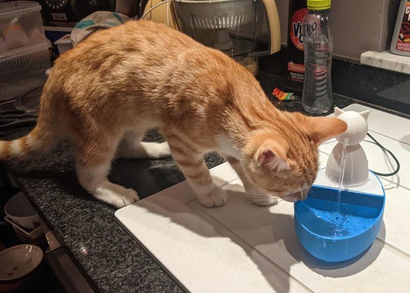 Cat fountain