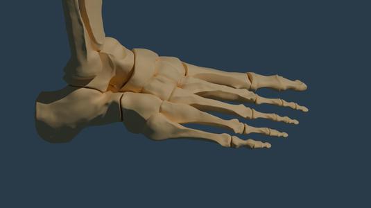 Feet Anatomy (High Resolution) FOR FREE? IN THIS ECONOMY?