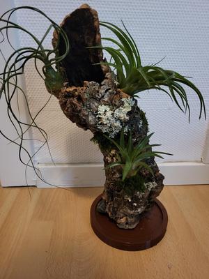 Base Mount for Cork bark - Airplants