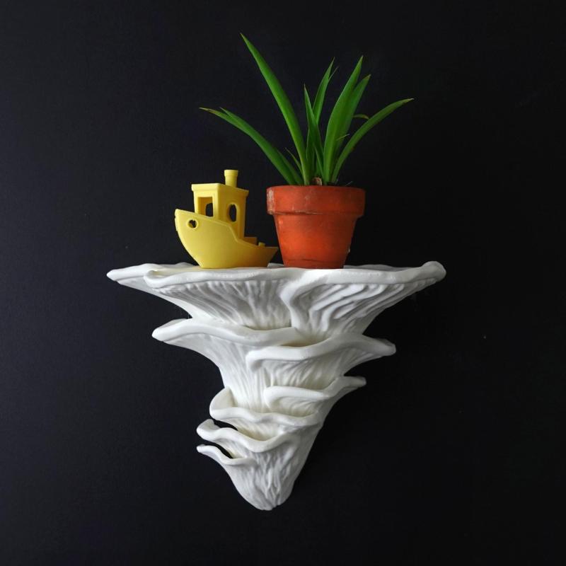 Mushroom shelf “Pleurotus Djamor”