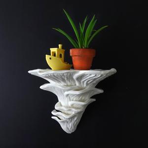 Mushroom shelf “Pleurotus Djamor”