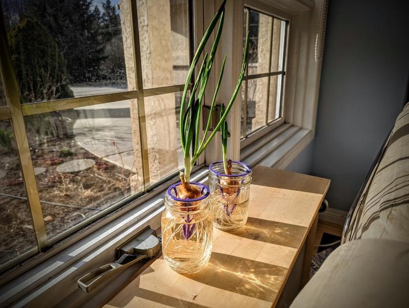 Mason Jar Bulb Sprouter