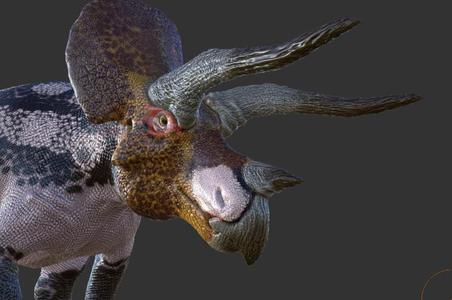 Revised Triceratops Horridus