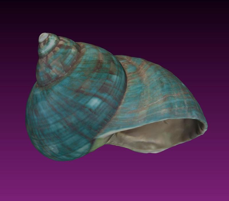 Spiral Sea Shell Photogrammetry