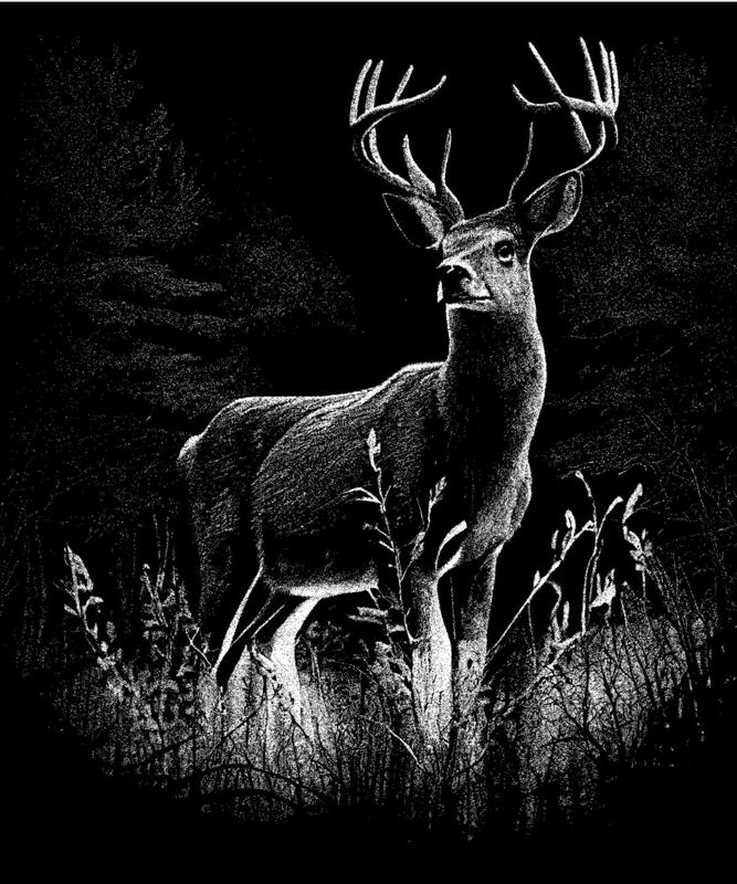 Deer in the forest at night | Hueforge Animal Photography Wall Art Patronus