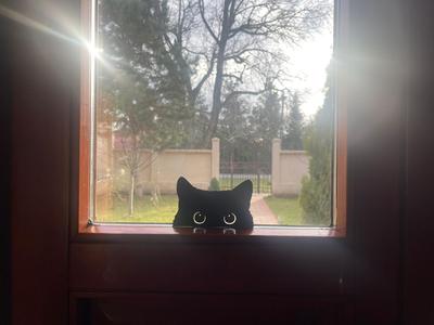 Cat Peeking Window Decoration 
