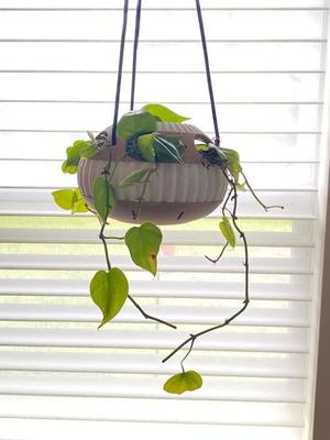 Modern Minimalist Designer Pot