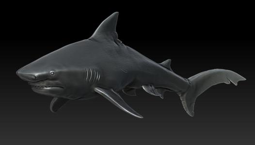 Bull Sharks (4)