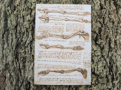 Davinci's Anatomy - Anatomy of the Arm Filament Painting