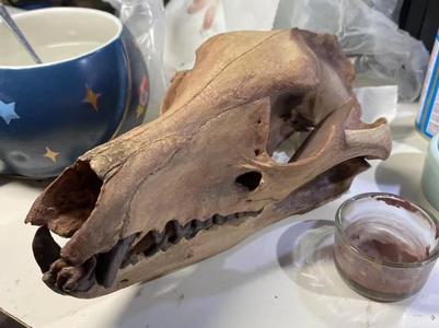 Dinosaur Skull