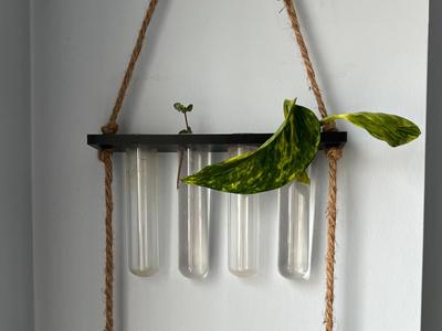 Propagation Test Tube Holder for Walls