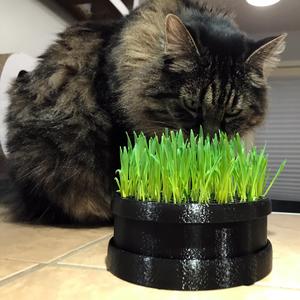 Cat Grass Planter