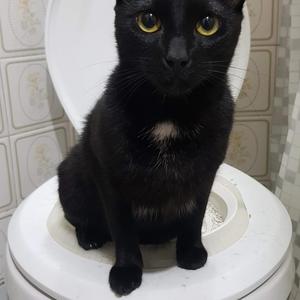 CAT TOILET TRAINING KIT v2.2 - CAT TRAINING KIT v2.2