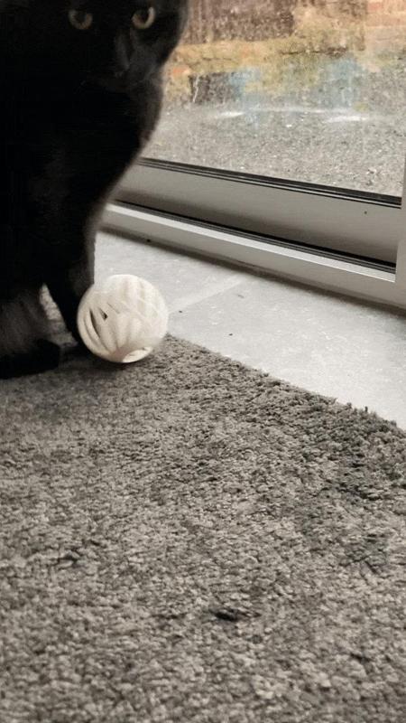 Cat toy