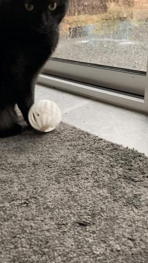 Cat toy
