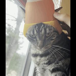 🍬CandyCorn Cat Helmet🍬 [Costume]
