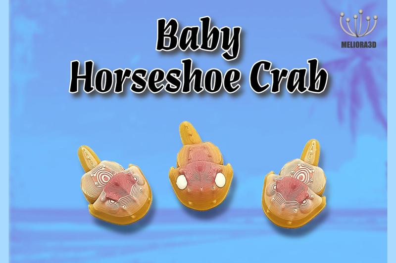 M3D - Baby Horseshoe Crab