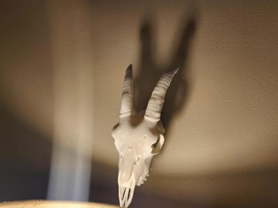 "Goat" Skull