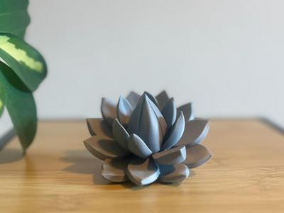 Lotus Flower