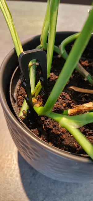 Plant hook