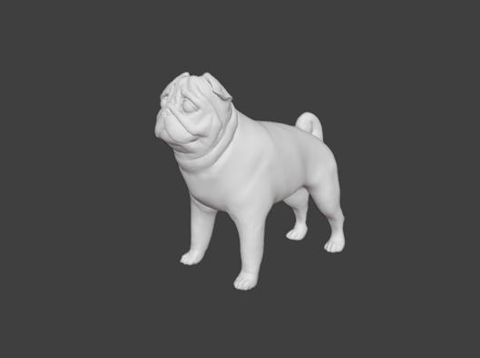 Grumpy pug