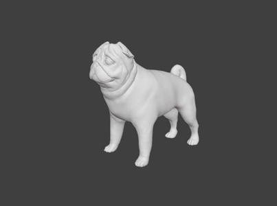 Grumpy pug