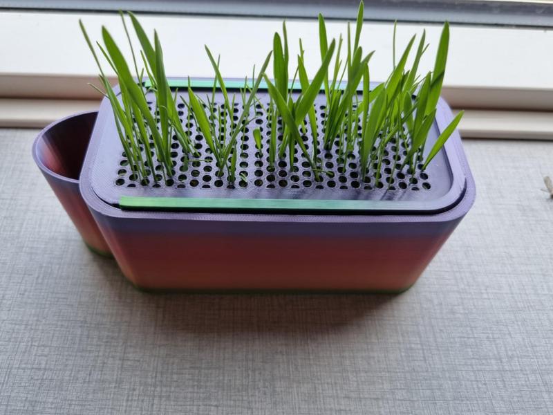 Selfwatering Cat grass Planter
