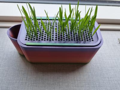 Selfwatering Cat grass Planter
