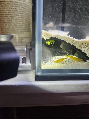 Corner Shrimp Cave
