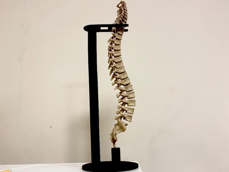 Vertebral column anatomy 