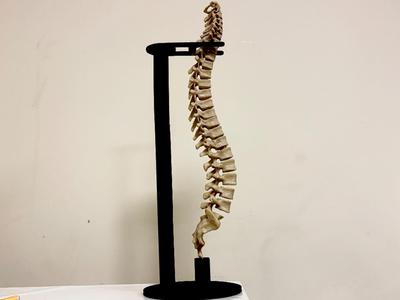 Vertebral column anatomy 