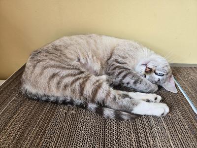 Cat Scratch Board Frame, Multi Size