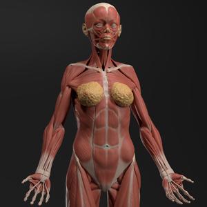 Female Echorche - Anatomy Reference Figure (Pre-Supported)