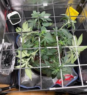 40x40 Scrog Net