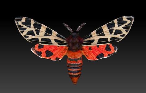Night butterfly moth
