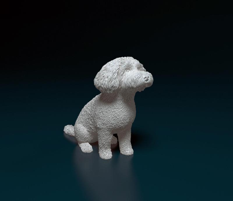 Mini Poodle cross