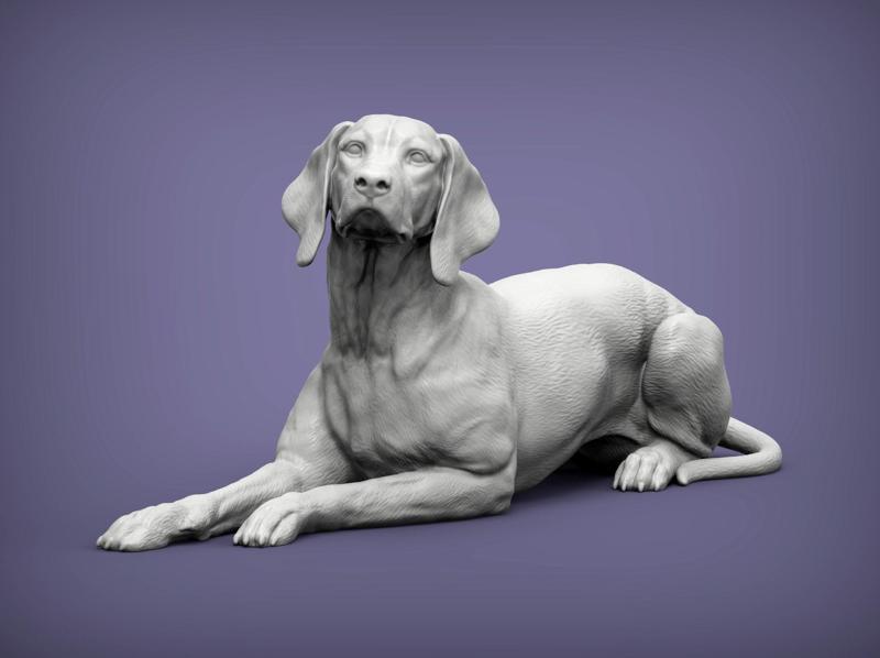 Hungarian vizsla Hungarian Pointing Dog 3D print model