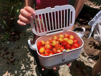Gatherer's basket