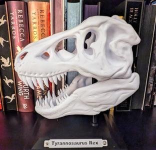 Trex skull with base