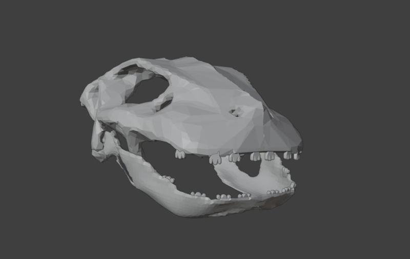 simosuchus skull display