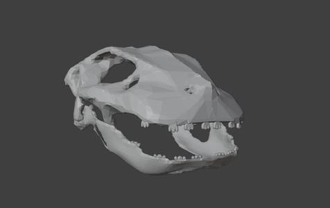 simosuchus skull display