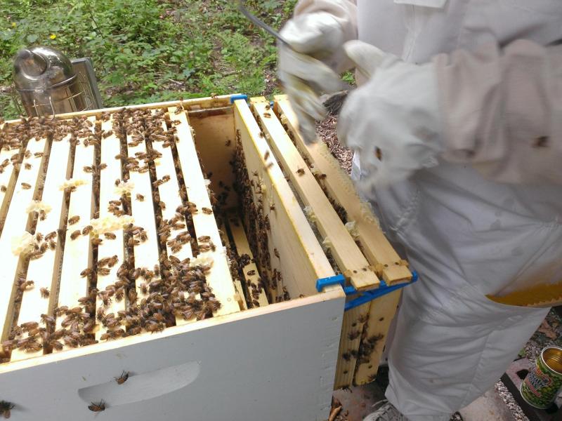 Beehive Frame Hook