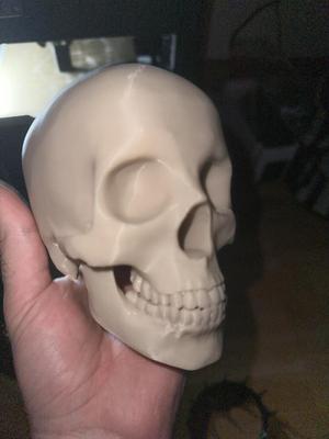 Life Size Human Skull