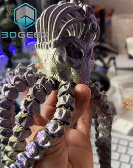 Octopus Skeleton